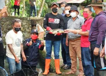 Bupati Joune Ganda Penen Ikan Nila Bersama Kelompok Budidaya Air Tawar